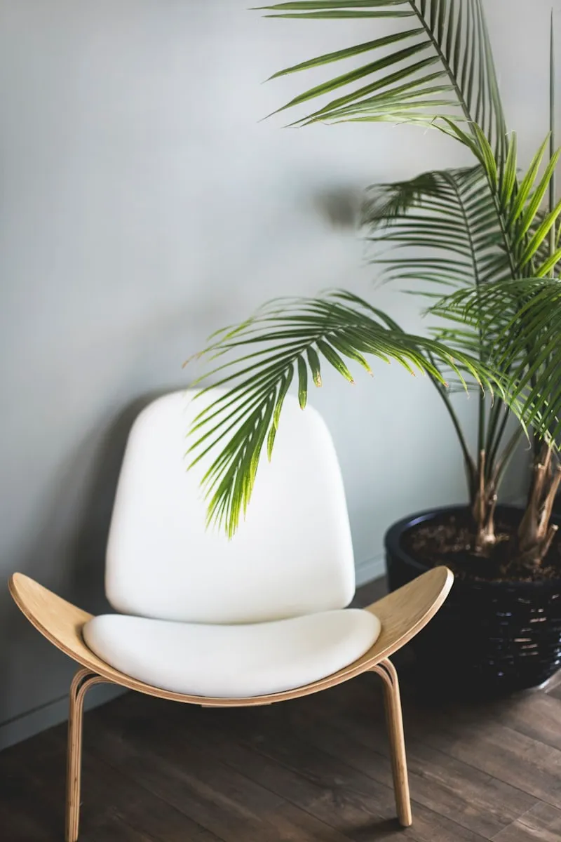 A white bentwood shell chair beside a tall palm plant.